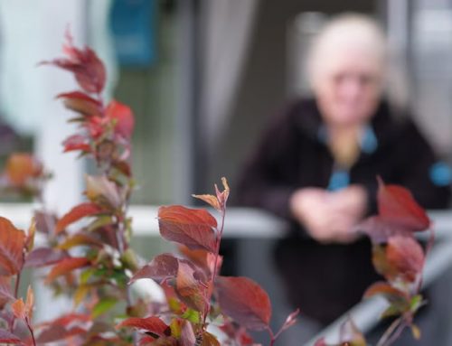 Tiny homes have ‘role to play’ in social housing